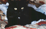 Poussy le chat de la maison